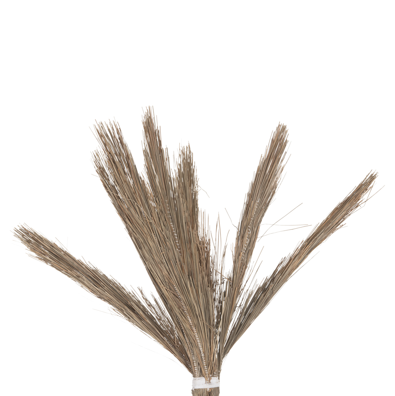 diakosmitiko-dentro-fb94325-tfoinika-apo-3