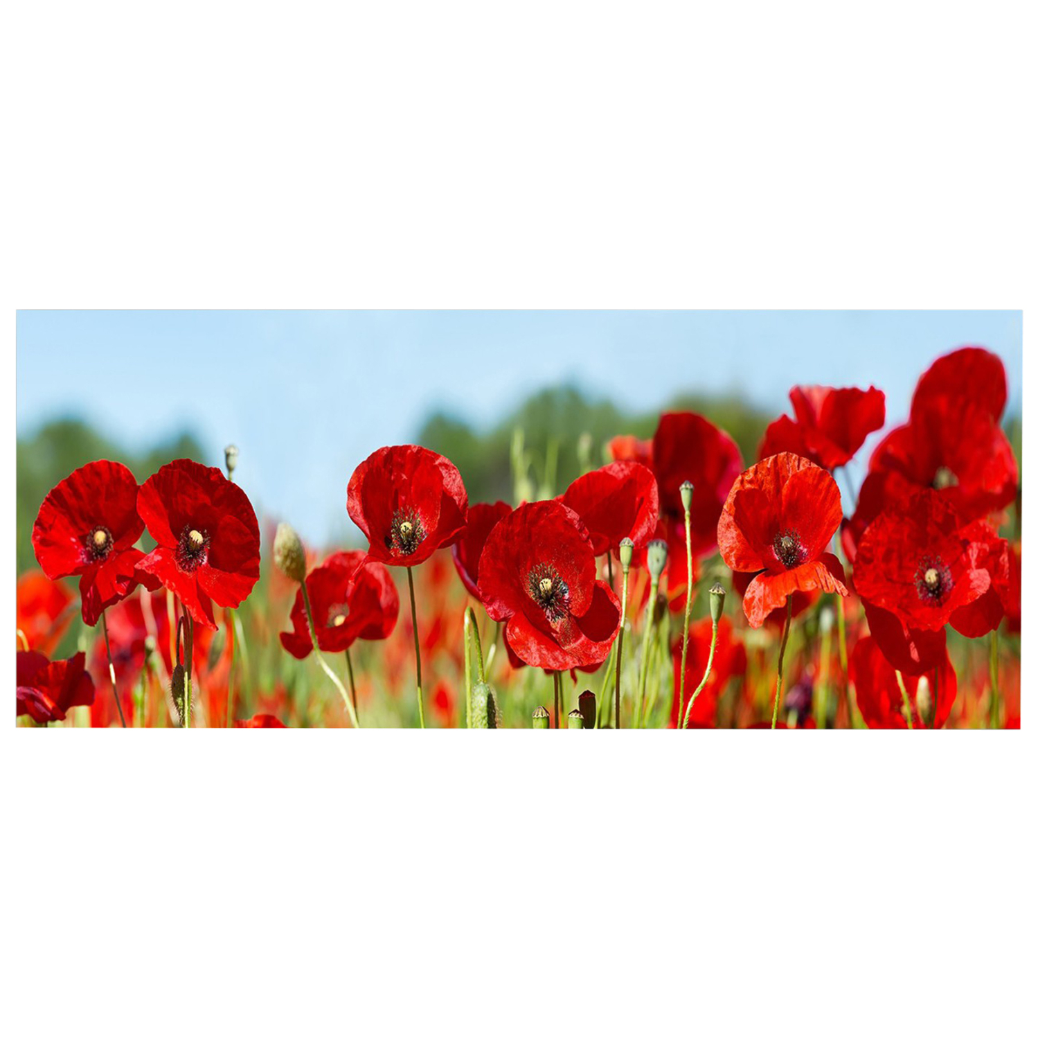 pinakas-toixoy-fb94786-ektypomenos-kamba